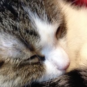 Meet your Posher, Melody